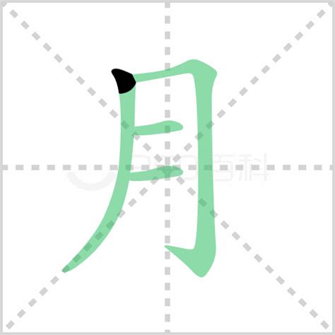 月字部首的字|月字旁的字